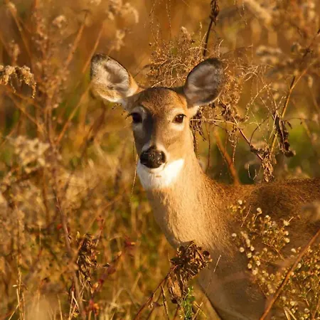 Veluwe Private Jacuzzi, Park Swimming Pool And Children's Entertainment