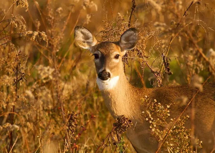 Veluwe Private Jacuzzi, Park Swimming Pool And Children's Entertainment
